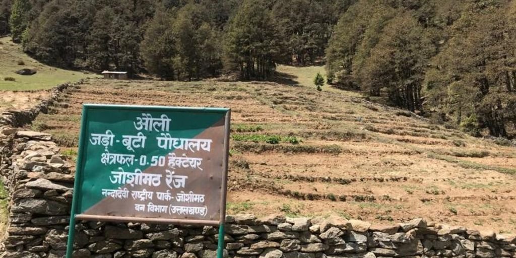 Himalayan mountains with medicinal herbs