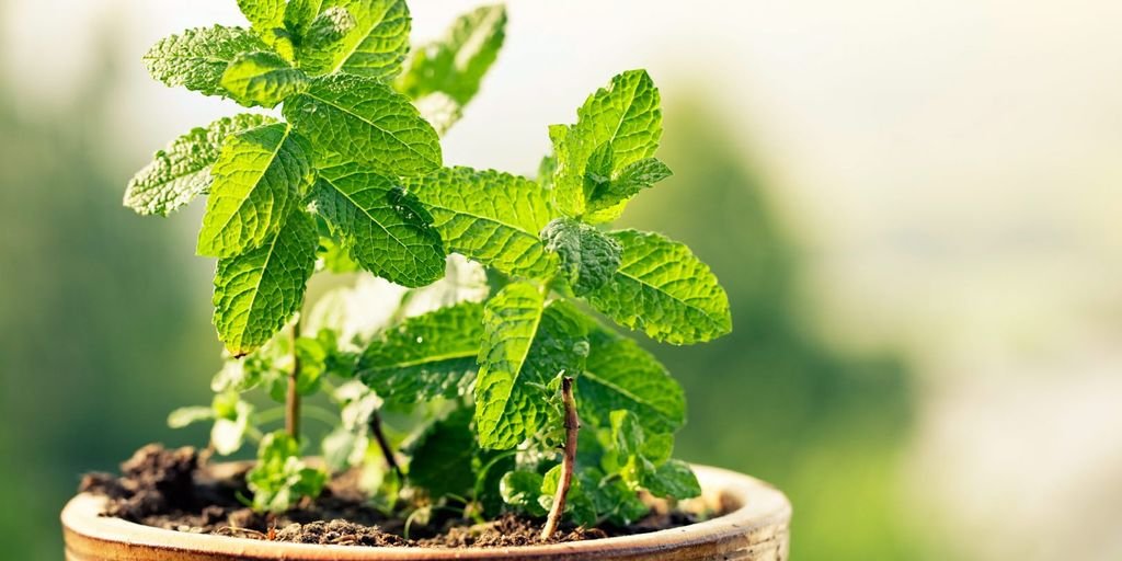 herbal medicine