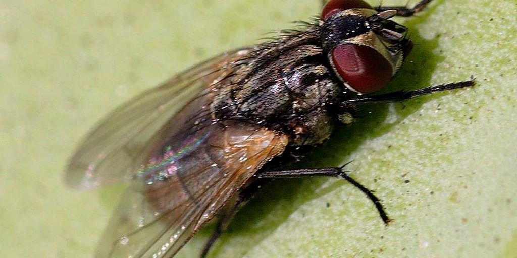 spanish fly